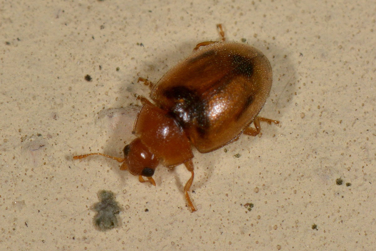 Coccinellidae: Rhyzobius cfr. litura